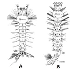 larva nyamuk